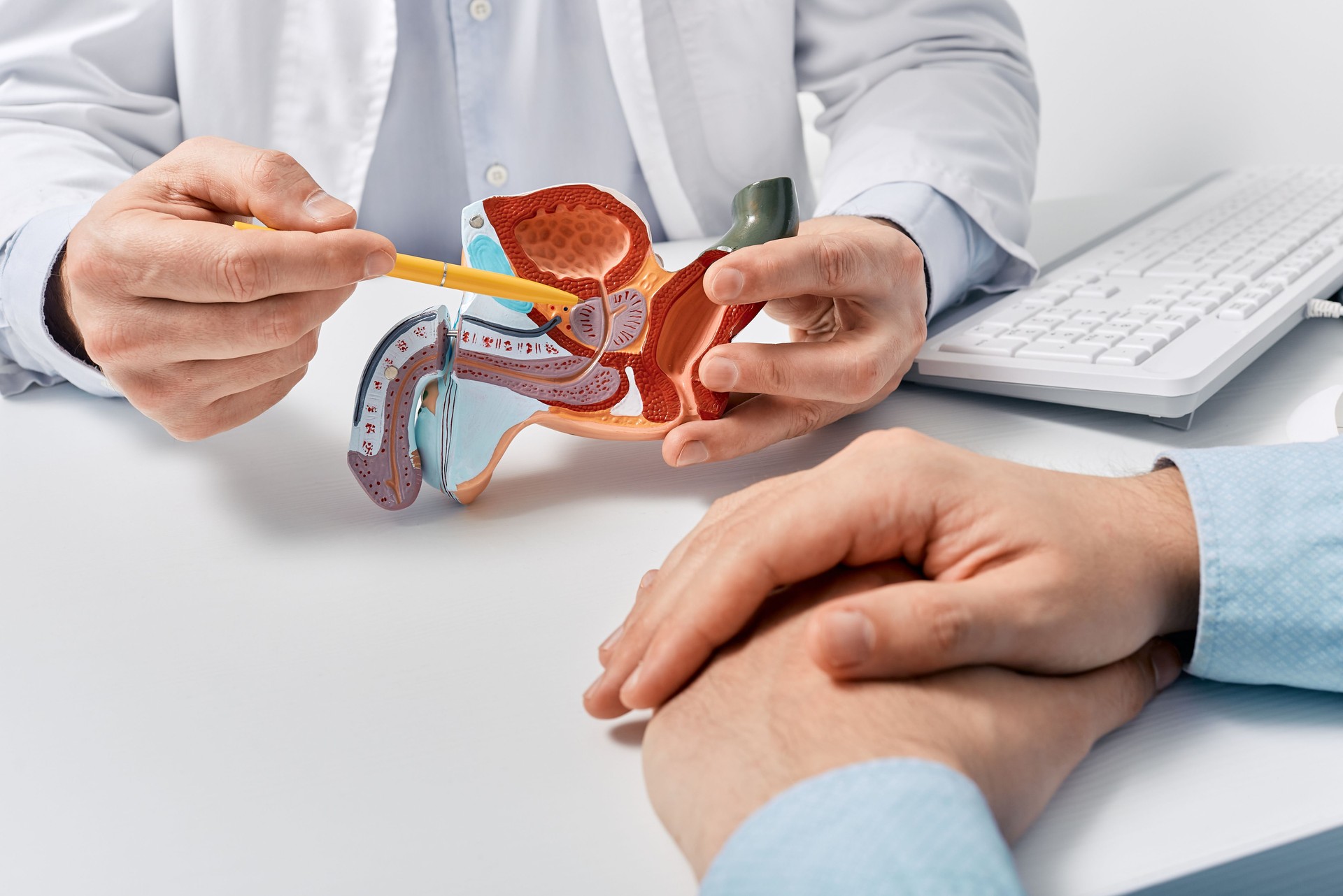Enfermedad de la próstata y tratamiento. Modelo anatómico del sistema reproductor masculino en las manos de los médicos de cerca durante la consulta de un paciente masculino con sospecha de prostatitis bacteriana